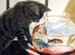 liz's cat