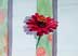 floer